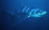 Blue Shark (Prionace glauca) - Wiki