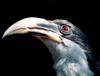 Sri Lanka Grey Hornbill (Ocyceros gingalensis) - Wiki