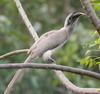 Indian Grey Hornbill (Ocyceros birostris) - Wiki