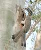 Indian Grey Hornbill (Ocyceros birostris) at nest