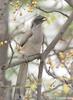 Indian Grey Hornbill (Ocyceros birostris) eating fruit