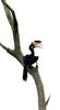 Malabar Pied Hornbill (Anthracoceros coronatus) - Wiki