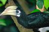 Oriental Pied Hornbill (Anthracoceros albirostris) - Wiki