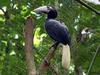 Palawan Hornbill (Anthracoceros marchei) - Wiki