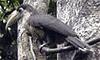 Austen's Brown Hornbill (Anorrhinus austeni) - Wiki