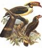Luzon Hornbill (Penelopides manillae) - Wiki