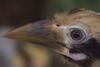 Tarictic Hornbill (Penelopides panini) juvenile