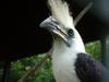 White-crowned Hornbill (Aceros comatus) - Wiki