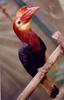 Writhed-billed Hornbill (Aceros waldeni) - Wiki