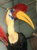 Knobbed Hornbill (Aceros cassidix) - Wiki