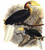 Narcondam Hornbill (Aceros narcondami) - Wiki