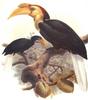 Plain-pouched Hornbill (Rhyticeros subruficollis) - Wiki