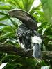 Trumpeter Hornbill (Ceratogymna bucinator) - Wiki