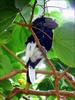 Black-and-white-casqued Hornbill (Bycanistes subcylindricus)