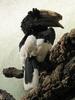 Black-and-white-casqued Hornbill (Bycanistes subcylindricus)