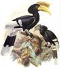 Brown-cheeked Hornbill (Bycanistes cylindricus) - Wiki