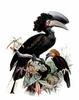 Black-casqued Hornbill (Ceratogymna atrata) - Wiki