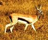 Gazelle (Family: Bovidae, Subfamily: Antilopinae, Genus: Gazella) male
