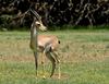Mountain Gazelle (Gazella gazella) - Wiki