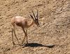 Dorcas Gazelle (Gazella dorcas) - Wiki