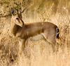 Chinkara, Indian Gazelle (Gazella bennettii) - Wiki