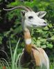 Dama Gazelle (Gazella dama) - Wiki