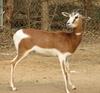 Mhorr Gazelle (Gazella dama mhorr)