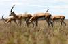 Grant's Gazelle (Gazella granti) - Wiki