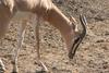 Soemmerring's Gazelle (Gazella soemmerringii) - Wiki