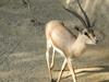 Rhim Gazelle (Gazella leptoceros) - Wiki