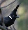 Crested Jay (Platylophus galericulatus) - Wiki