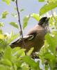 Lanceolated Jay / Black-headed Jay (Garrulus lanceolatus)