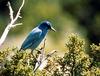 Pinyon Jay (Gymnorhinus cyanocephalus) - Wiki