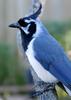 Black-throated Magpie-jay (Calocitta colliei) - Wiki