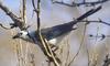 White-throated Magpie-jay (Calocitta formosa) - Wiki