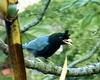 San Blas Jay (Cyanocorax sanblasianus) - Wiki