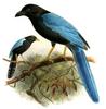 Yucatan Jay (Cyanocorax yucatanicus) - Wiki