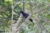 Purplish Jay (Cyanocorax cyanomelas) - Wiki