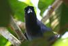 Violaceous Jay (Cyanocorax violaceus) - Wiki