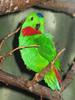 Blue-crowned Hanging Parrot (Loriculus galgulus) - Wiki