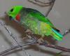 Blue-crowned Hanging Parrot (Loriculus galgulus)