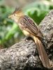 Guira Cuckoo (Guira guira) - Wiki