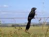 Smooth-billed Ani (Crotophaga ani) - Wiki