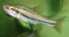 Southern Redbelly Dace (Phoxinus erythrogaster) - Wiki