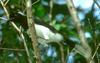 White-naped Jay (Cyanocorax cyanopogon) - Wiki