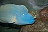 Humphead Wrasse (Cheilinus undulatus) - Wiki