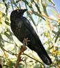 Little Crow (Corvus bennetti) - Wiki