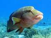 Humphead Wrasse (Cheilinus undulatus)