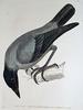 Grey Crow (Corvus tristis) - Wiki