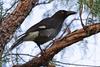 Pied Currawong (Strepera graculina) - Wiki